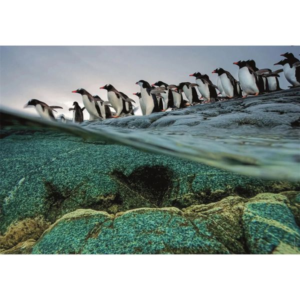 Clementoni National Geograpic Collection Penguins (1000 Brikker)